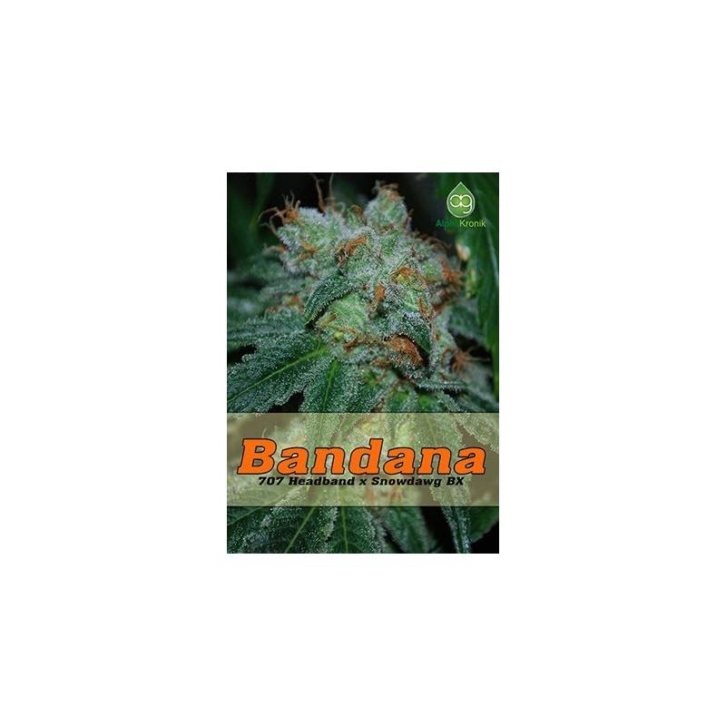 Bandana Regular - 5 uds regu