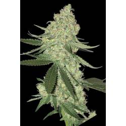 Big Cheese Autofloreciente Feminizada de Bio Green