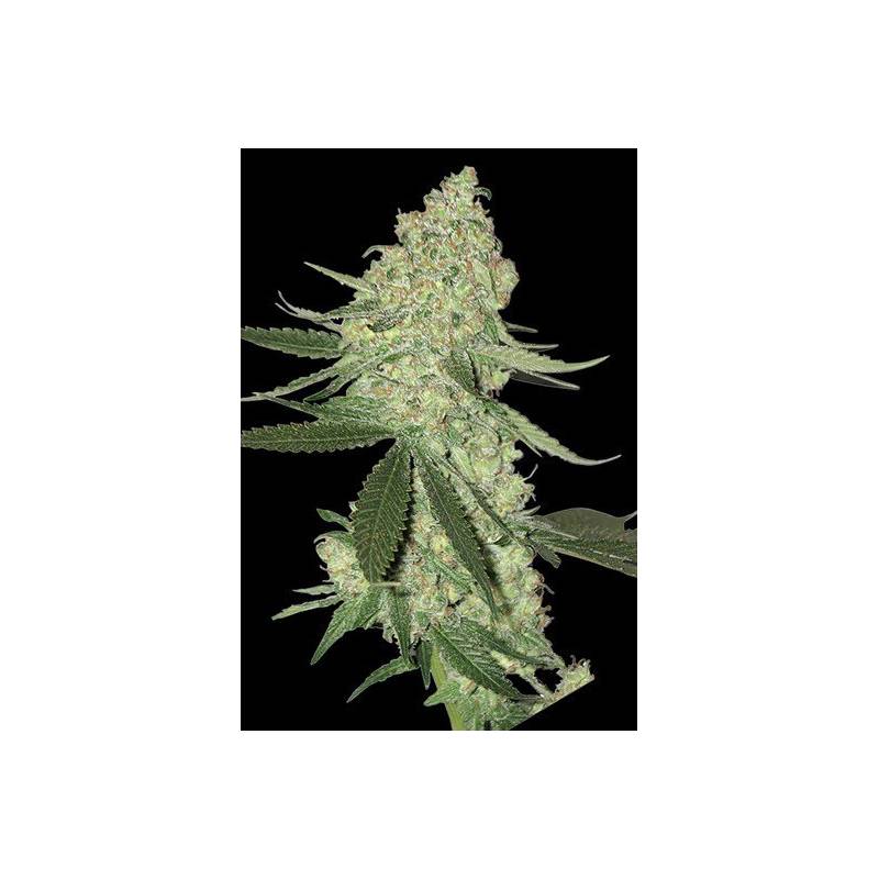 Big Cheese Autofloreciente Feminizada de Bio Green