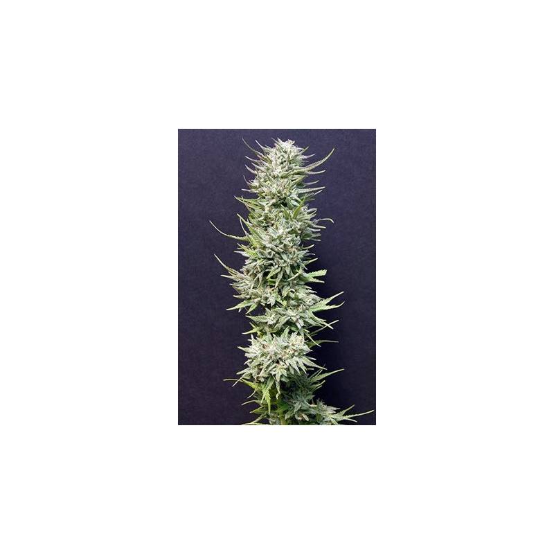 Big Freeze Feminizada de Bio Green