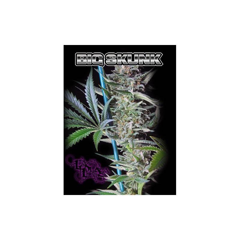Big Skunk Regular - 10 uds regu
