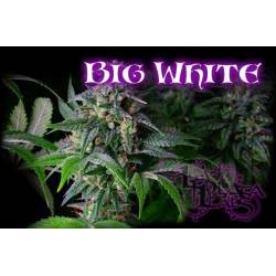 Big White Regular de 