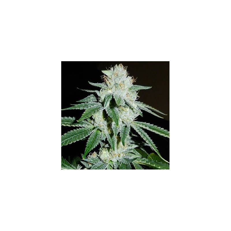 Biker Kush V2.0 Karma Regular - 12 uds regu