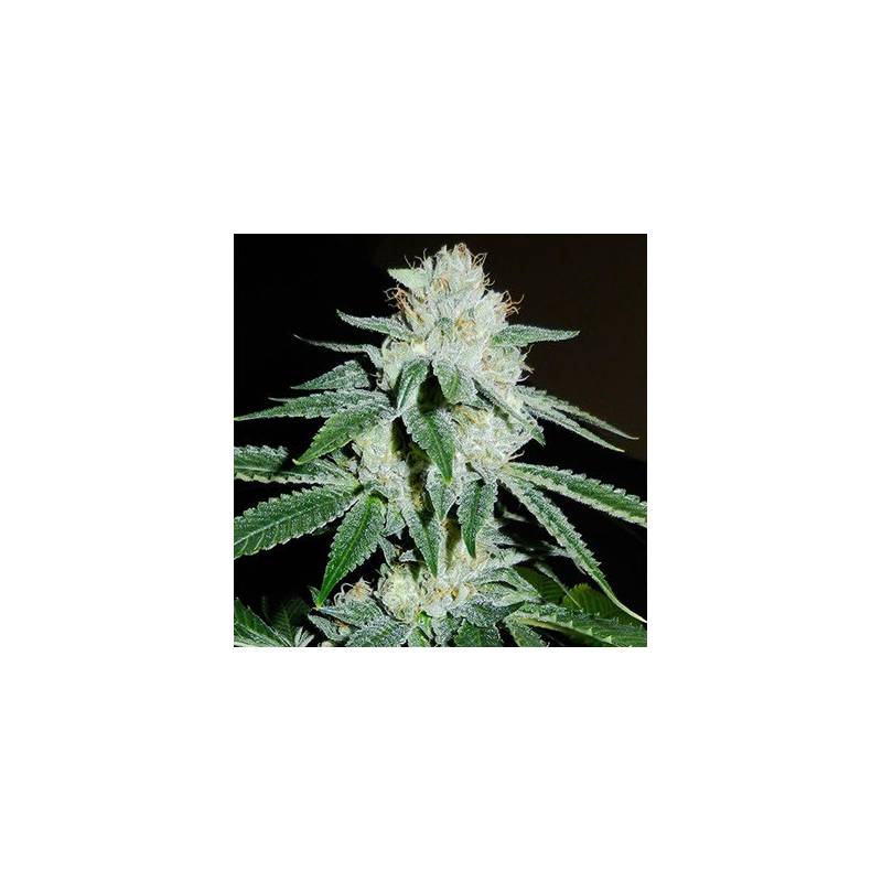 Biker Kush V2.0 Karma Regular de 