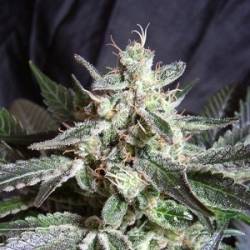 Black Jack Feminizada de Sweet Seeds