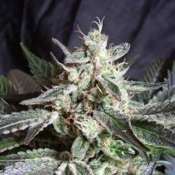 Black Jack Feminizada