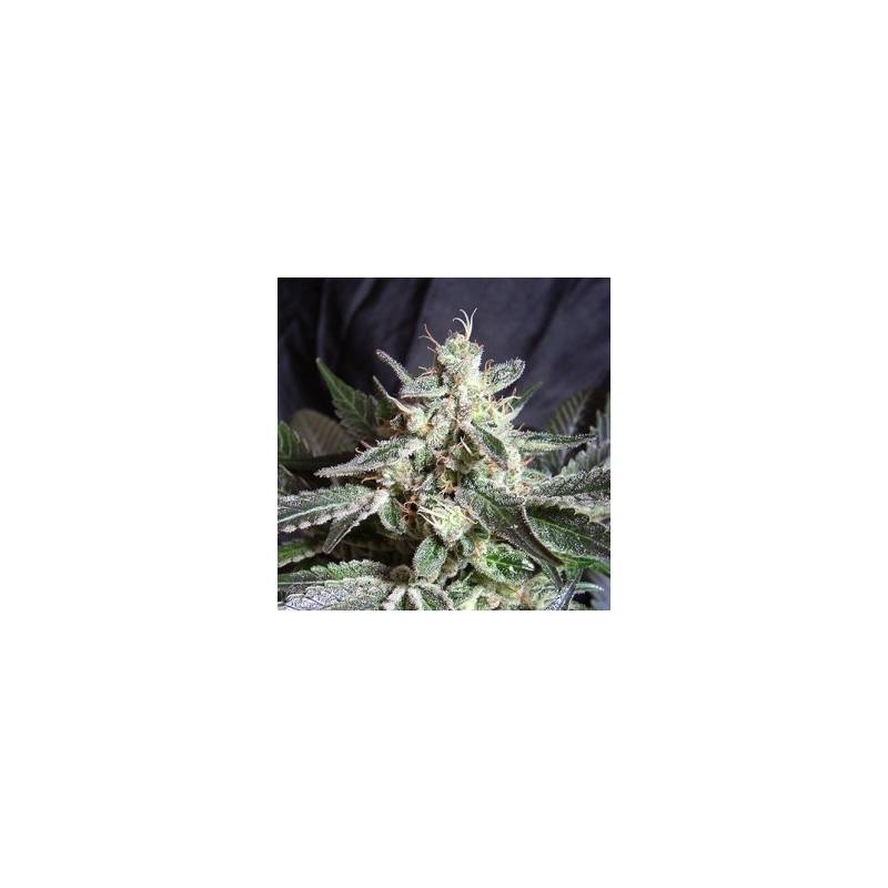 Black Jack Feminizada de Sweet Seeds