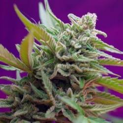 Black Jack Autofloreciente Feminizada de Sweet Seeds