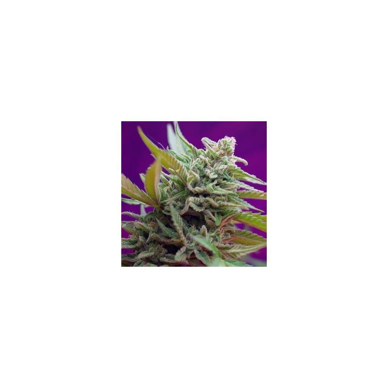 Black Jack Autofloreciente Feminizada de Sweet Seeds