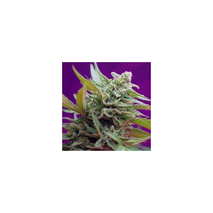 Black Jack Autofloreciente Feminizada de Sweet Seeds