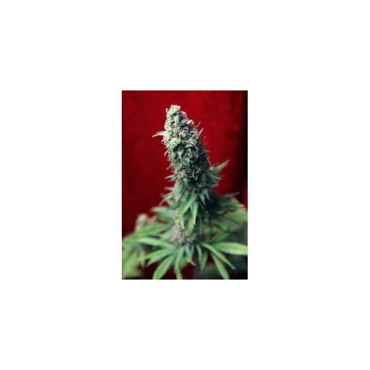 Blackdance Feminizada de Reggae Seeds