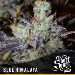 Blue Himalaya Feminizada