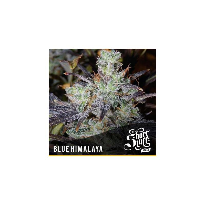 Blue Himalaya Feminizada de Short Stuff Seeds