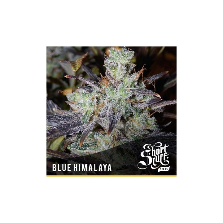 Blue Himalaya Feminizada de Short Stuff Seeds