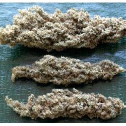 Brainstorm Haze Regular de 