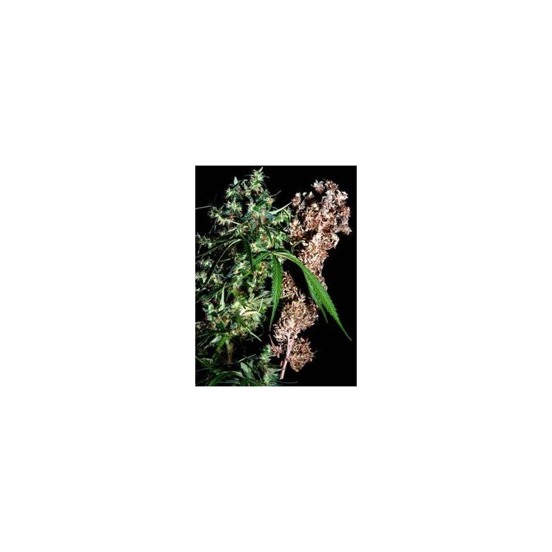 Brainstorm Haze X G13 Regular de Brainstorm Haze X G13 Regular de