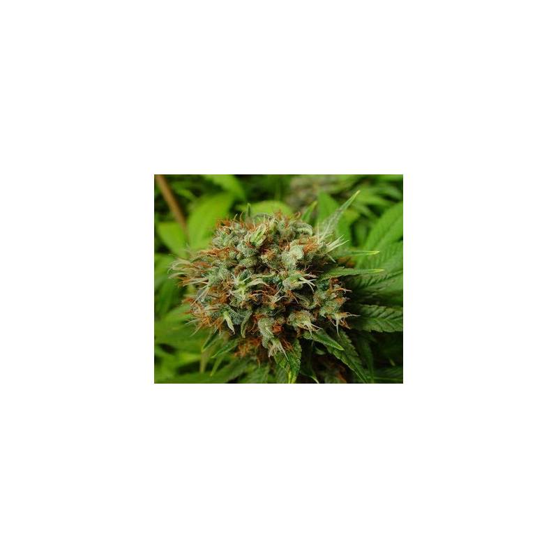 Buddha's Sister Feminizada de Soma Seeds