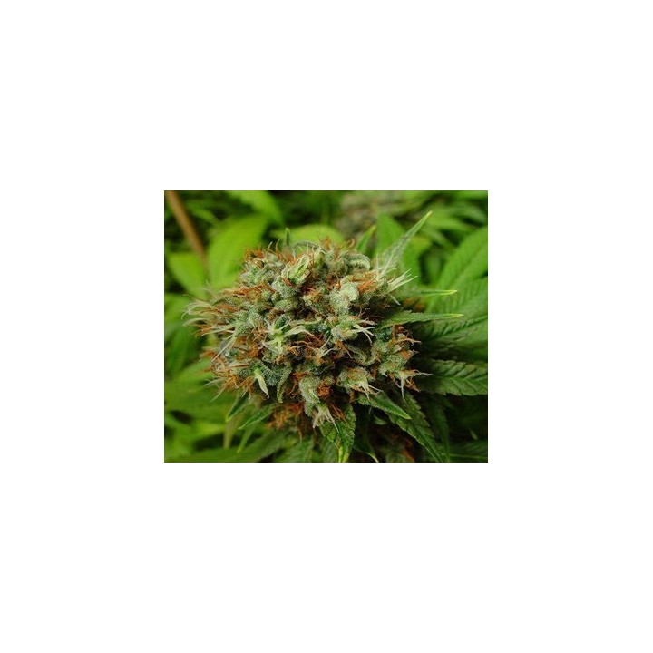 Buddha's Sister Feminizada de Soma Seeds
