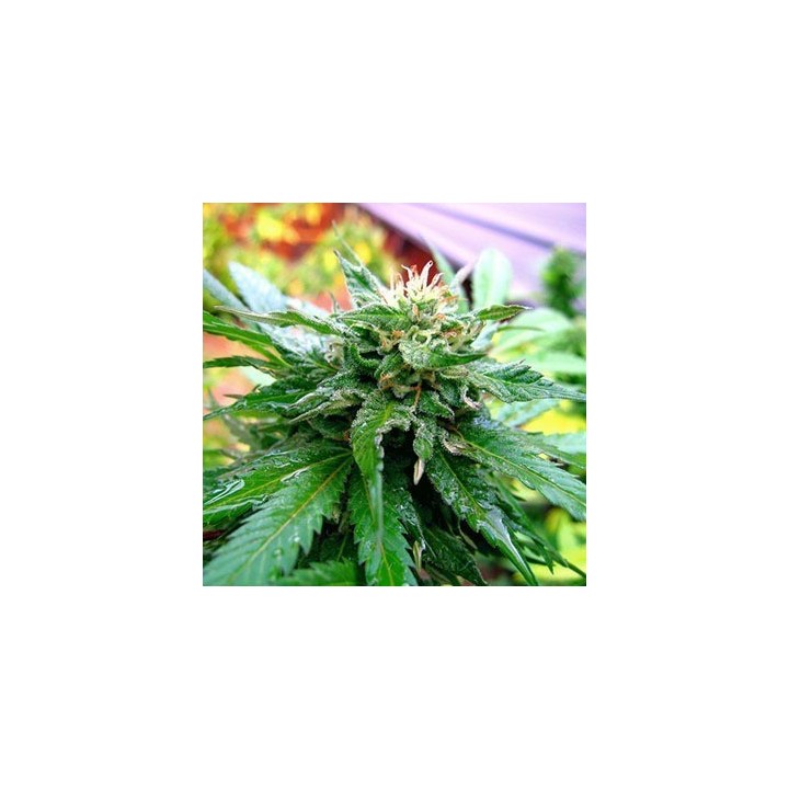 California Special Regular de K.C. Brains