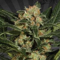 Candy Kush Autofloreciente Feminizada de Auto Seeds