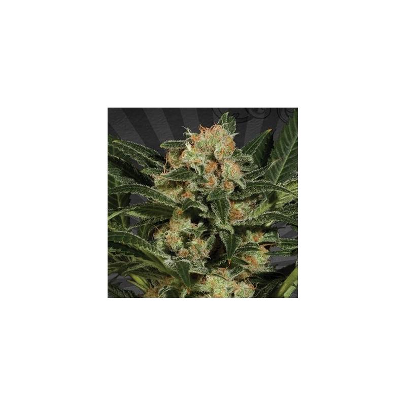 Candy Kush Autofloreciente Feminizada de Auto Seeds