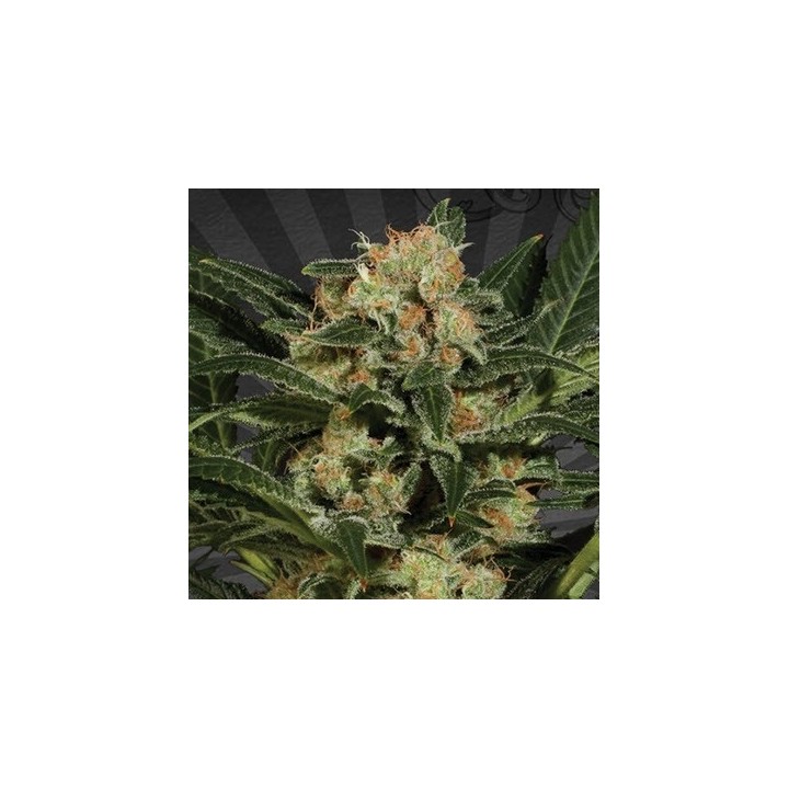Candy Kush Autofloreciente Feminizada de Auto Seeds