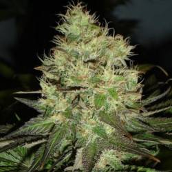 Citralah Regular de Soma Seeds