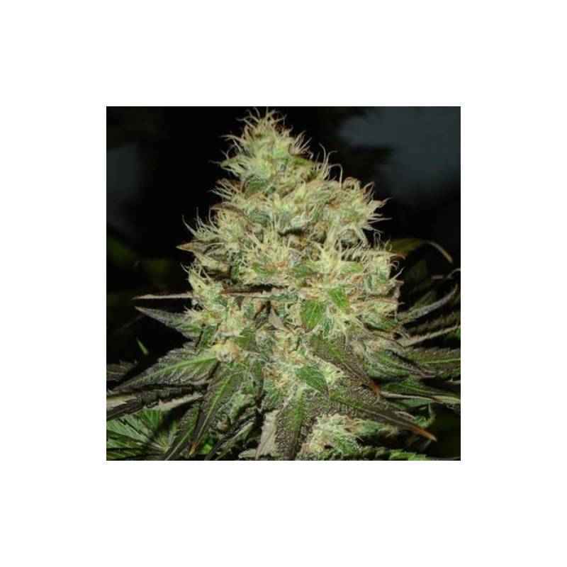 Citralah Regular de Soma Seeds