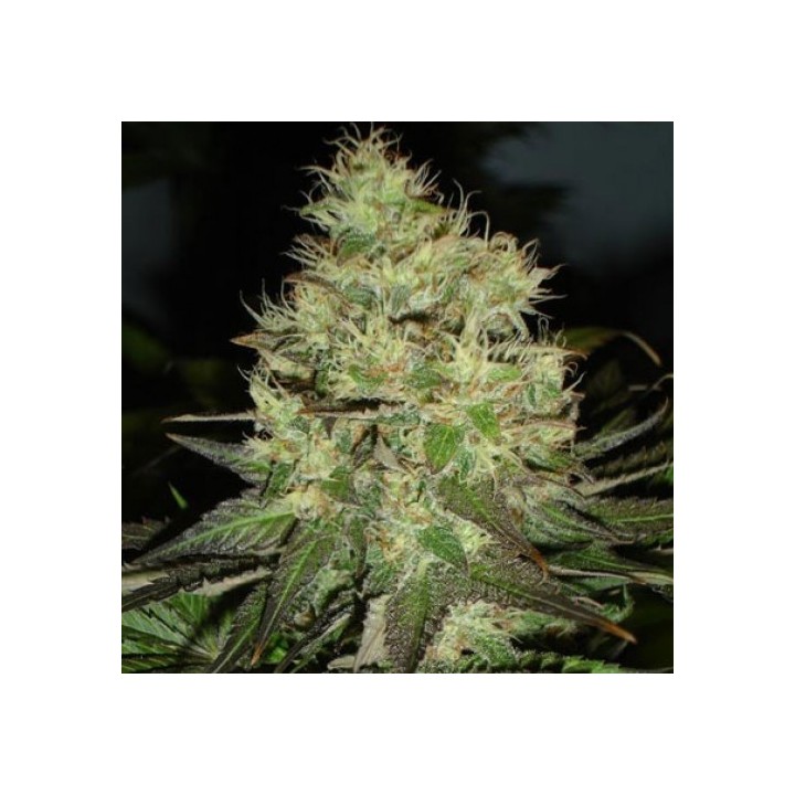 Citralah Regular de Soma Seeds