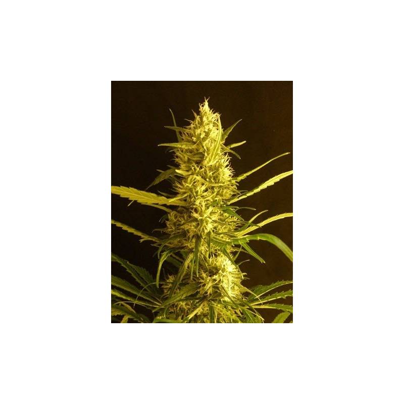 Citro Haze Feminizada de Citro Haze Feminizada de