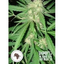 Coffee Gold Regular de 