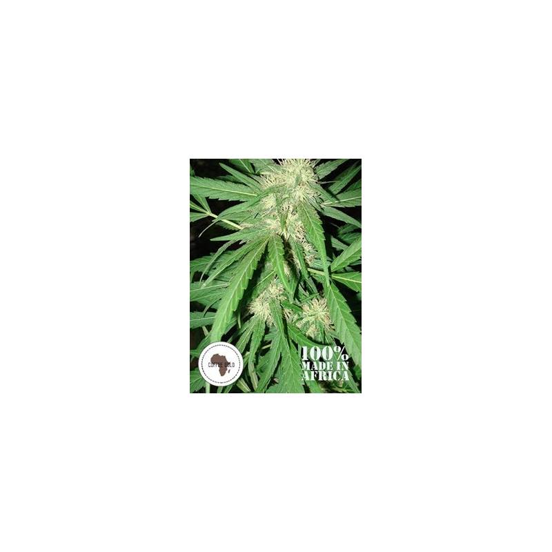 Coffee Gold Regular de 