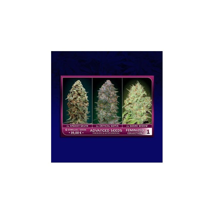 Colección 1 Feminizada de Advanced Seeds