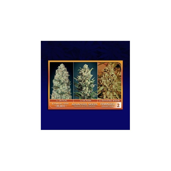 Colección 2 Feminizada de Advanced Seeds
