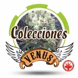 Colección 3 Feminizada de Venus Genetics
