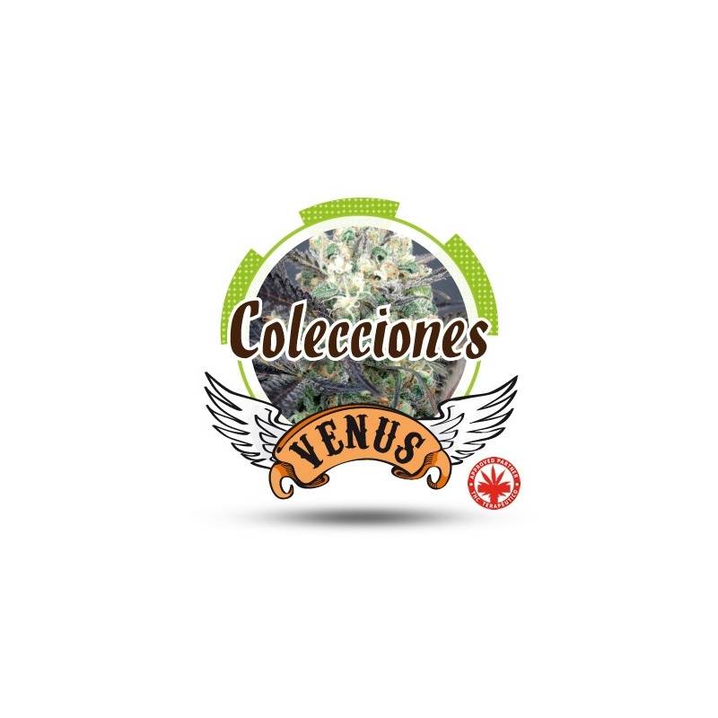 Colección 3 Feminizada de Venus Genetics