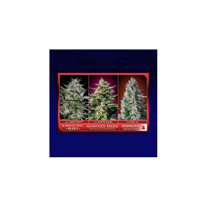 Colección 4 Feminizada de Advanced Seeds