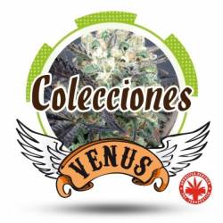 Colección Autofloreciente Feminizada de Venus Genetics