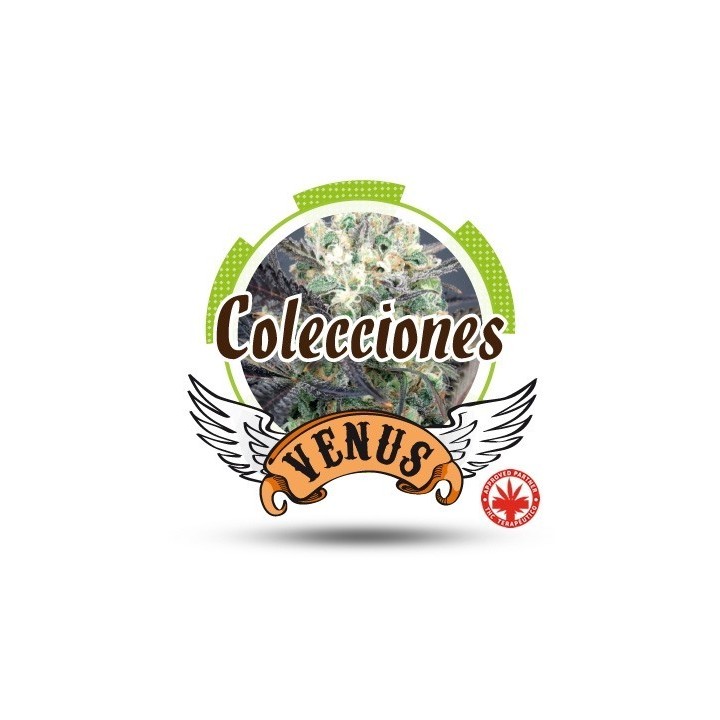 Colección Autofloreciente Feminizada de Venus Genetics