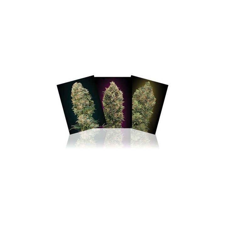 Colección 4 Autofloreciente Feminizada de Advanced Seeds