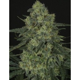 Criminal + Feminizada de Ripper Seeds