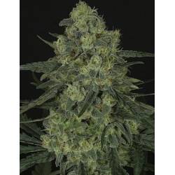 Criminal + Feminizada de Ripper Seeds