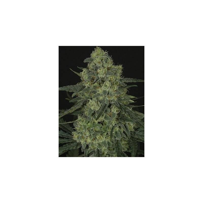 Criminal + Feminizada de Ripper Seeds