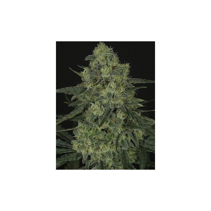 Criminal + Feminizada de Ripper Seeds