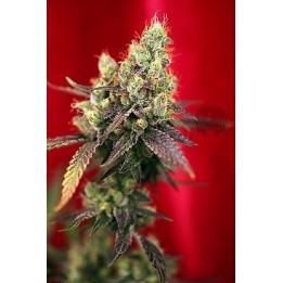 Dancehall Regular de Reggae Seeds
