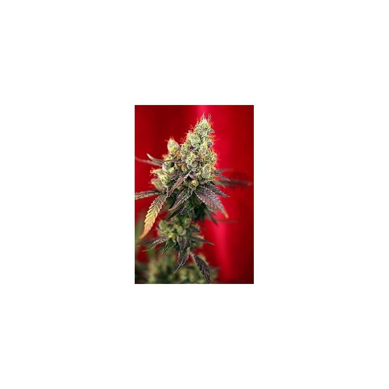 Dancehall Regular de Reggae Seeds