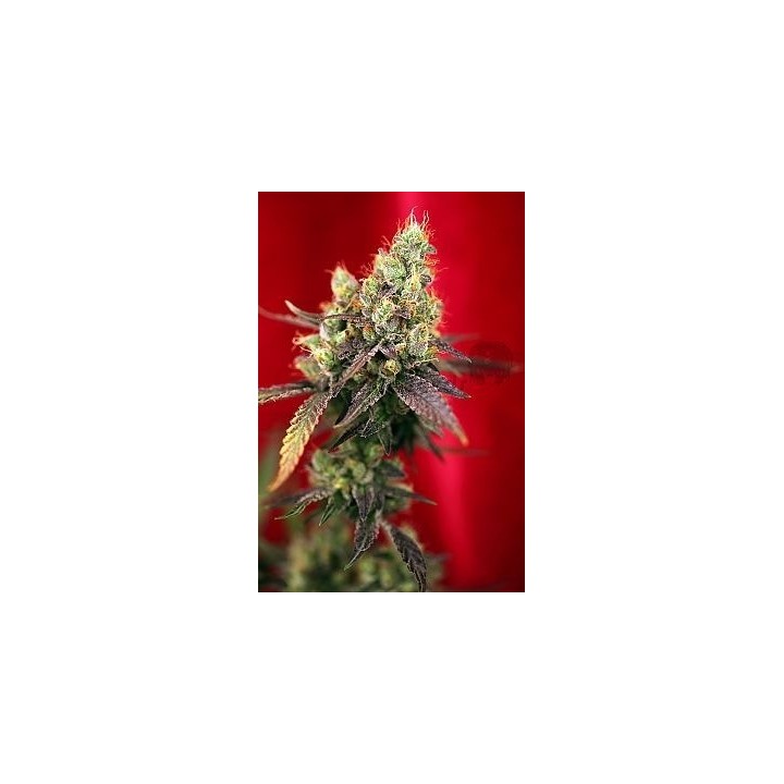 Dancehall Regular de Reggae Seeds