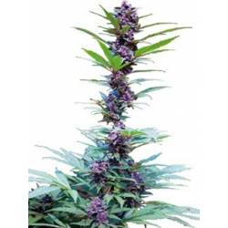 Deluxe Mix Feminizada de Cannabiogen Seeds