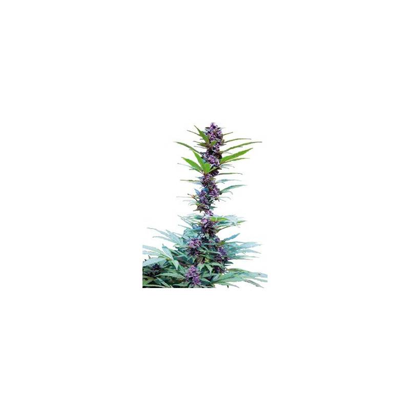 Deluxe Mix Feminizada de Cannabiogen Seeds