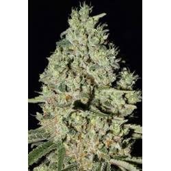 Dfa Autofloreciente Feminizada de Super Strains